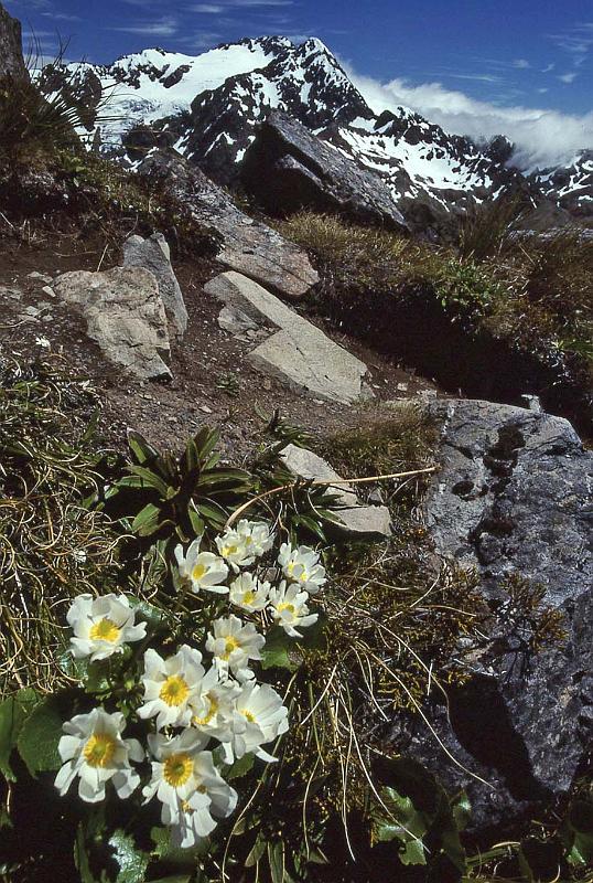 WT 0200 041-12 New Zealand.jpg